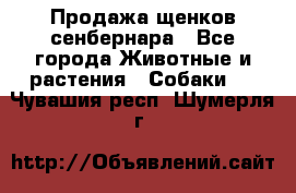 Продажа щенков сенбернара - Все города Животные и растения » Собаки   . Чувашия респ.,Шумерля г.